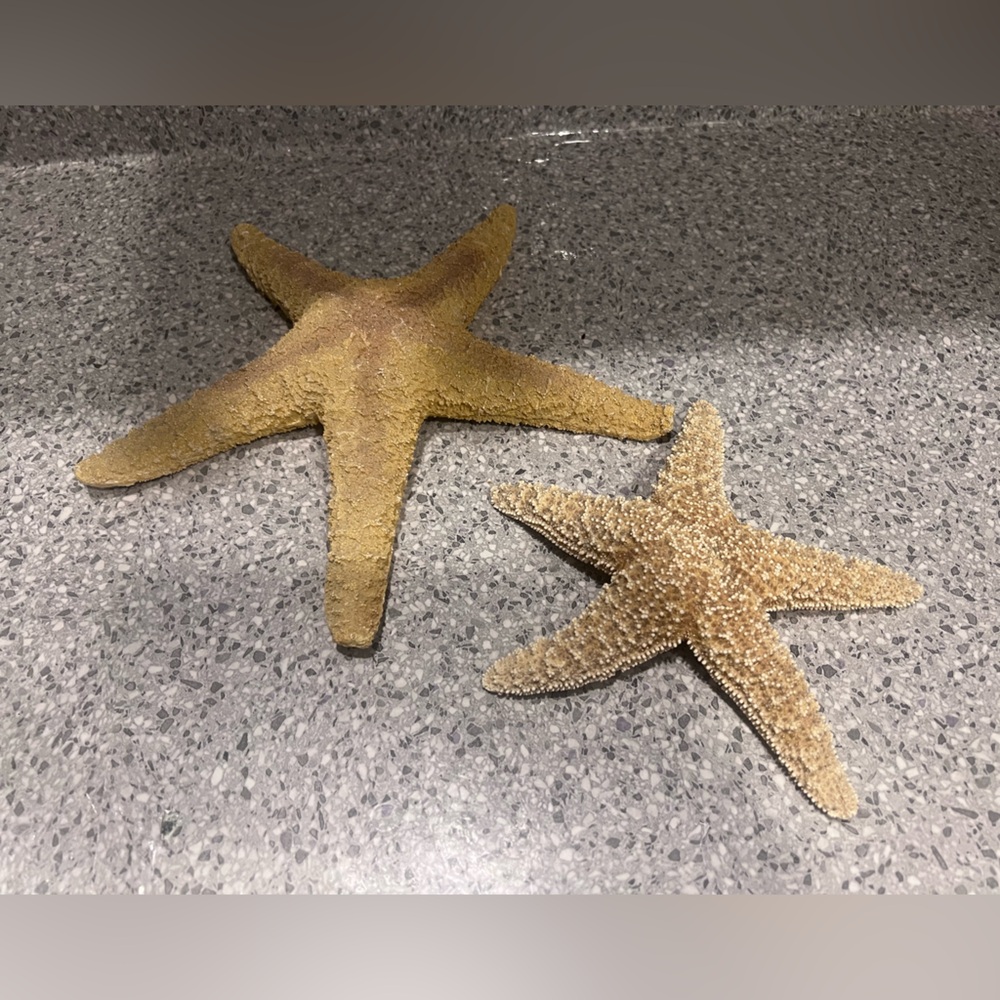 Real Starfish: Natural Beige Starfish Decorative Accents - Coastal Home Decor